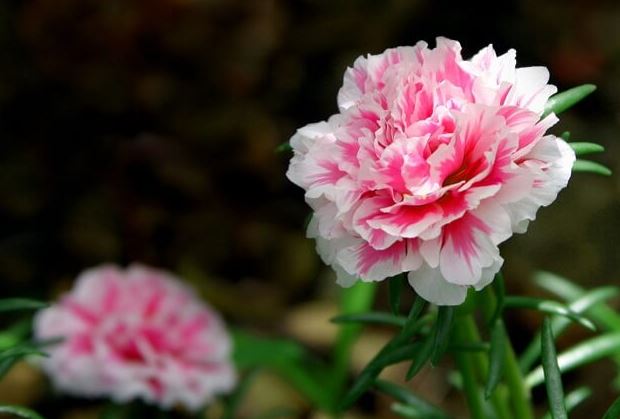 Hoa cẩm chướng tượng trưng cho tình yêu thiêng liêng và cao đẹp.
