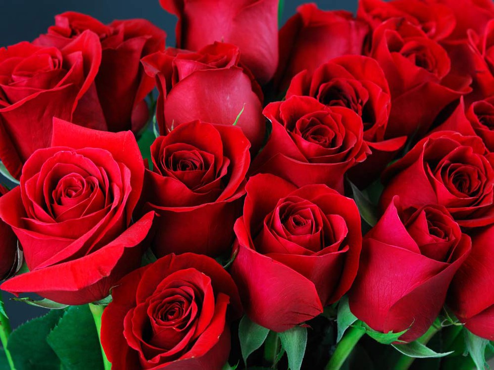 Hoa hồng là biểu tượng của tình yêu mãnh liệt, cháy bỏng.