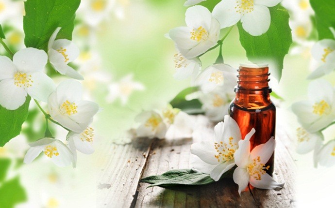 Phần lớn nước hoa hương hoa nhài sử dụng tinh dầu nhân tạo