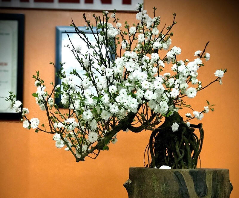 Hoa mai trắng tuy đắt đỏ nhưng là một trong những loại hoa sẽ đem đến sự may mắn, viên mãn của tuổi Ất Dậu trong năm Tân Sửu