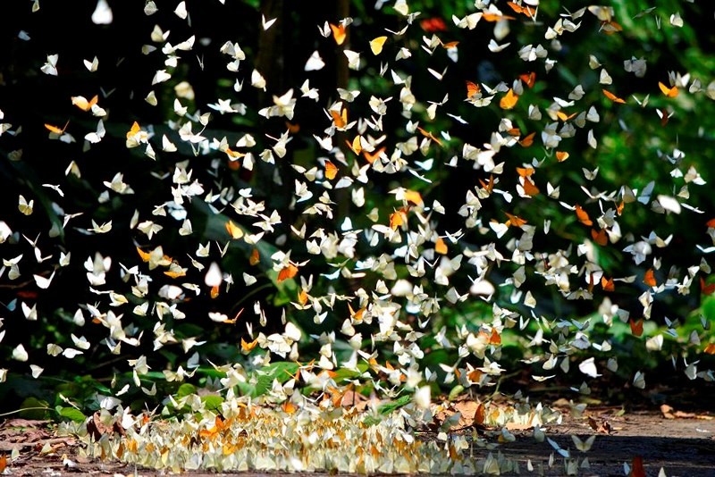 Tháng 4 là thời điểm đẹp nhất đề săn bướm tại rừng Cúc Phương